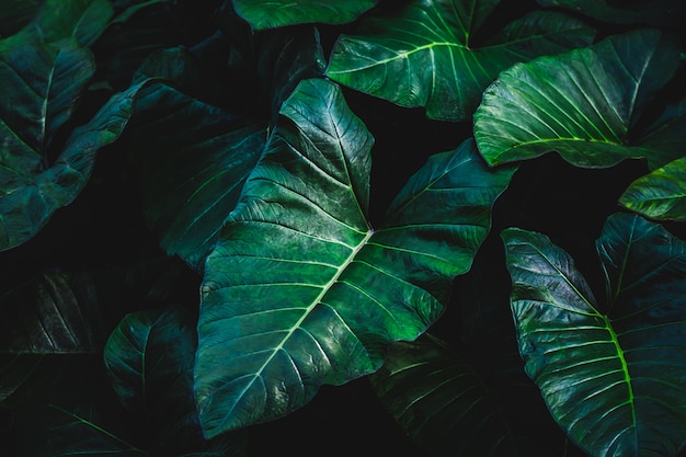 O fundo de orelha de elefante tropical em tom escuro