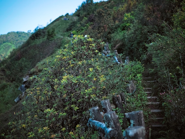 O fundo de paisagem de natureza