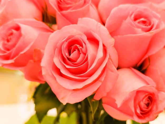 O fundo de rosas cor de rosa para o dia dos namorados ou dia das mães ou cartão postal do dia da mulher