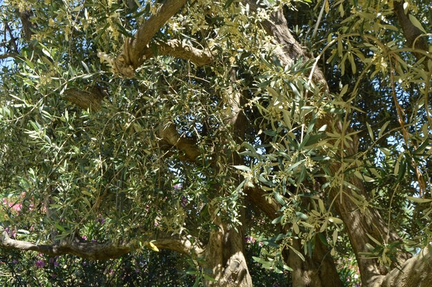 O fundo de uma oliveira florescente na primavera em um dia ensolarado