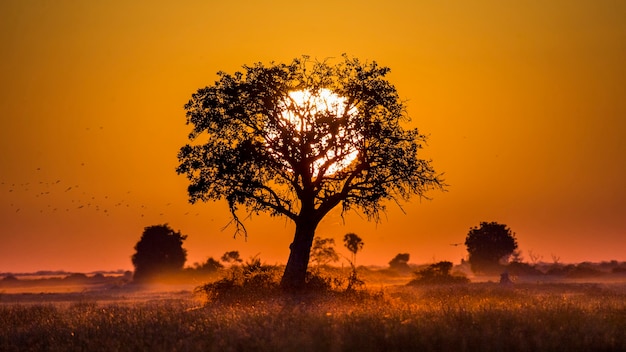 O fundo do pôr do sol na savana