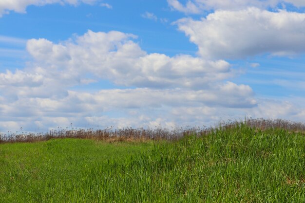 O fundo do verão é grama verde e céu azul com nuvens brancas. fundo natural para o local de publicidade. Tempo de primavera.