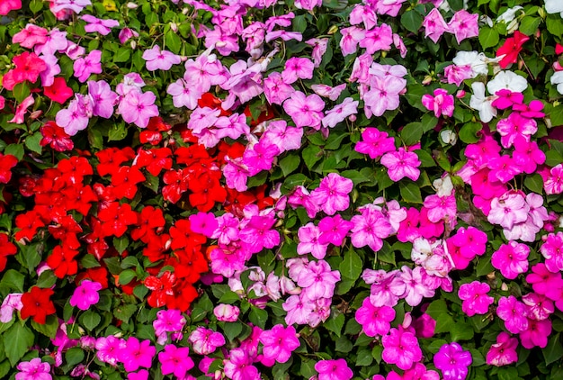 O fundo e a textura de Impatiens colorido (walleriana de Impatiens) florescem no jardim.