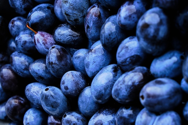 O fundo é ameixas brilhantes e maduras, frutas bonitas e deliciosas.