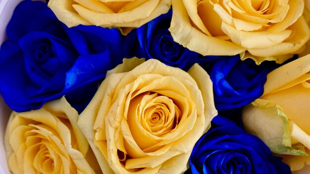 O fundo é o símbolo ucraniano das flores amarelas da rosa azul da bandeira Closeup