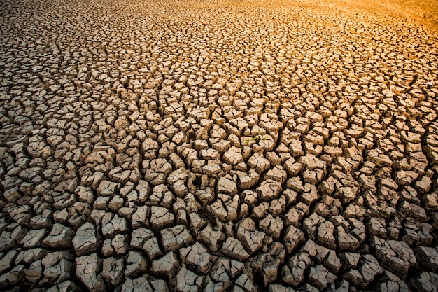 O fundo é solo seco do verão isolado.