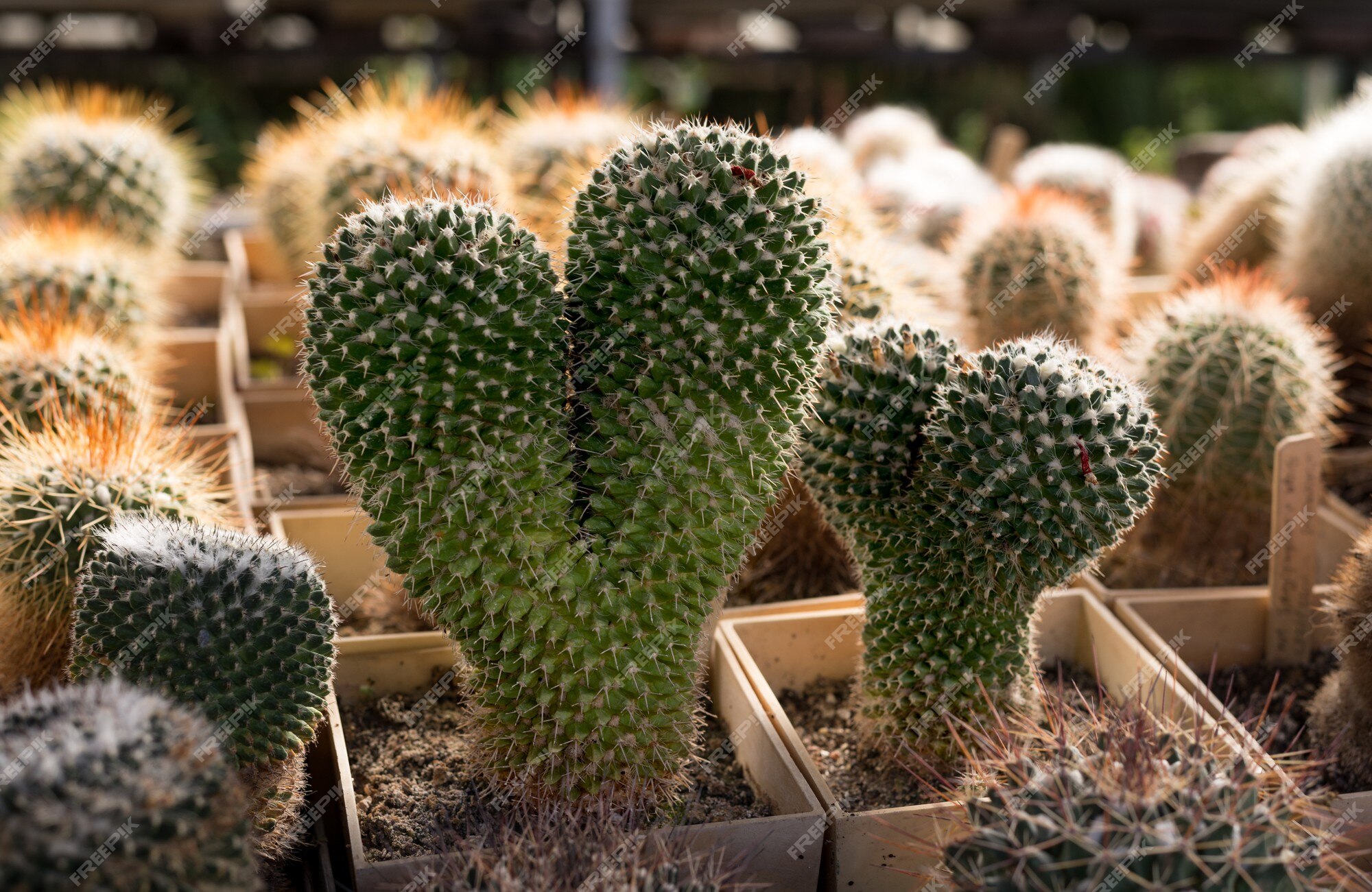 Fundo natural da casa da planta de cactos