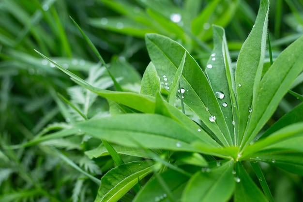 O fundo natural é folhas verdes de tremoço com gotas de orvalho em um fundo desfocado