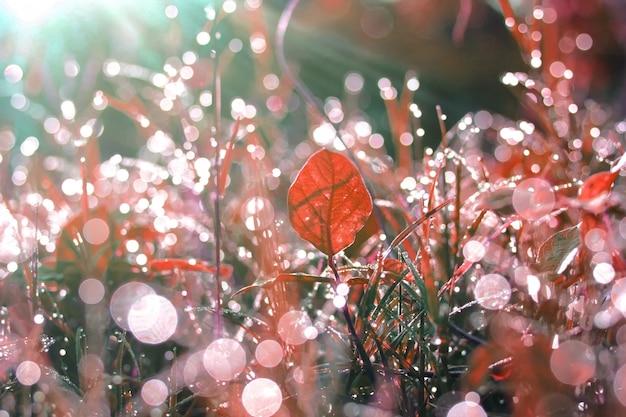 O fundo vermelho das folhas e gotas de orvalho na bela manhã.