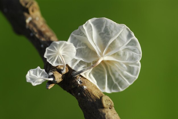 O fungo Marasmiellus candidus