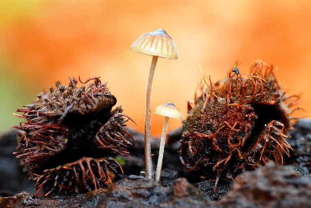 O fungo Mycena sp. crescendo ao lado de algumas nozes caídas no chão