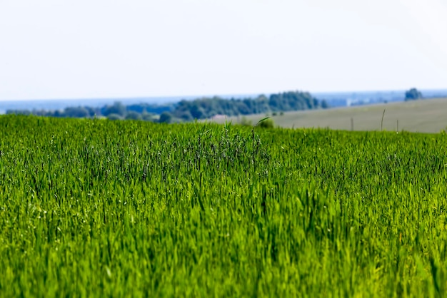 O gado em crescimento alimenta a aveia verde em um grande campo