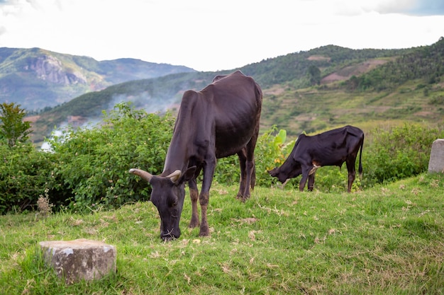 O gado zebu no pasto na ilha de Madagascar