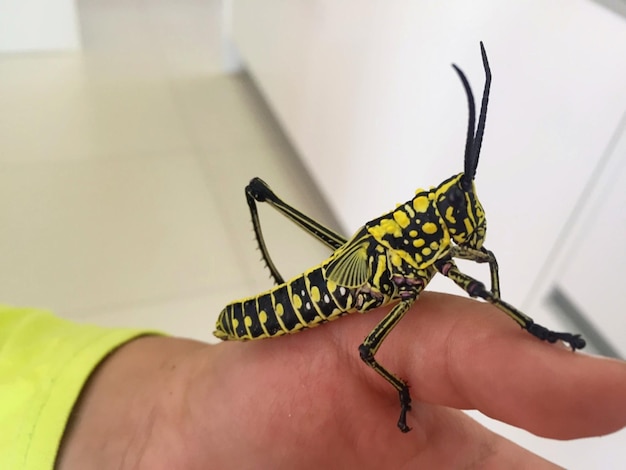 O gafanhoto amarelo à mão