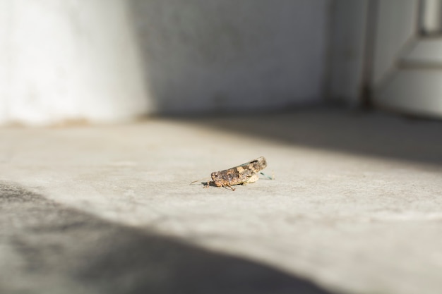 O gafanhoto empoleirou-se na parede na luz solar.