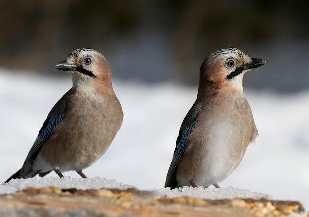 O gaio eurasiano senta-se na neve com sementes de girassol e outras.