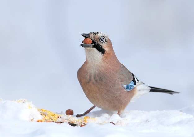 O gaio eurasiano senta-se na neve e tenta engolir as avelãs. Foto de close-up com detalhes de plumagem e íris