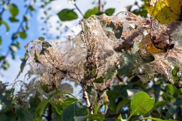 O galho da árvore é densamente coberto por teias de aranha, em que as larvas de uma borboleta branca. a árvore é afetada por teias de aranha