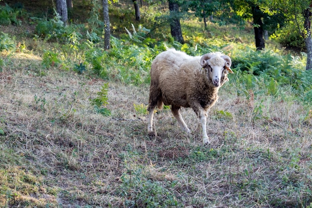 O galho está no prado