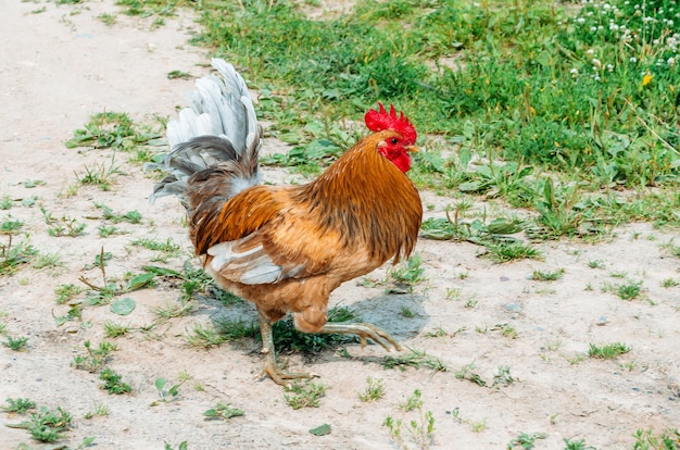 Foto o galo caminha no chão no verão.