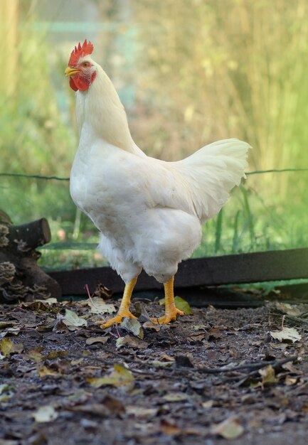 O galo canta em dia de sol