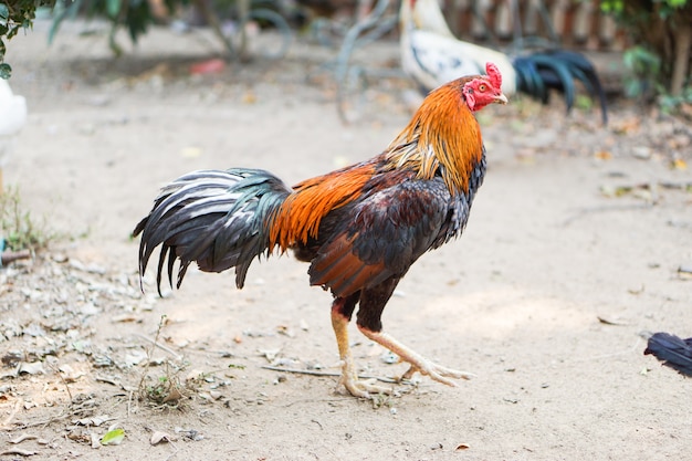 Foto o galo de luta de tailandês tem cervos vermelho-atados, com uma cauda branca.