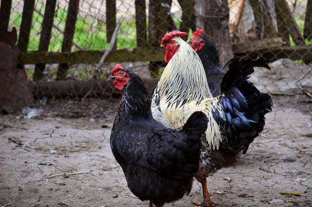 O galo e duas galinhas pretas no aviário