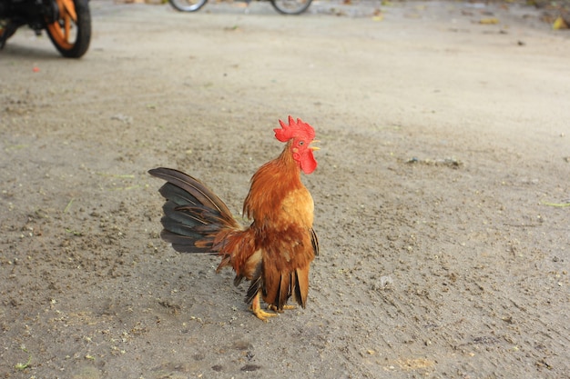 O galo é fofo e arrojado