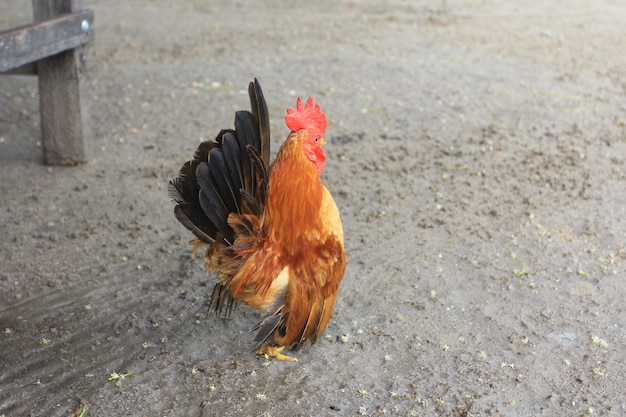 O galo é fofo e arrojado