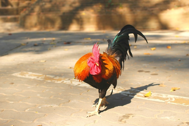 O galo galo pequeno na área externa