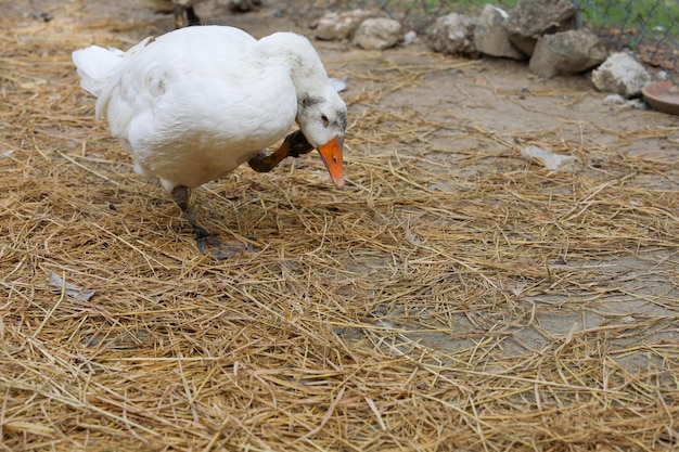 O ganso branco fica depois de brincar com lama no jardim é a Ásia