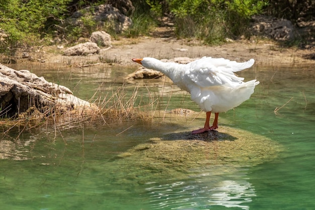 O ganso branco fica na praia O ganso esticou o pescoço