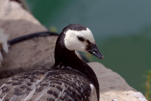 O ganso branta leucopsis canadensis