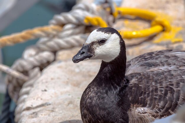 O ganso Branta leucopsis canadensis