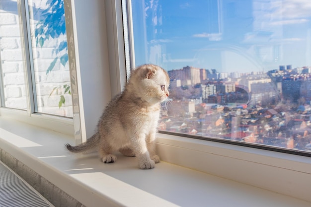 O gatinho bebê está sentado na janela