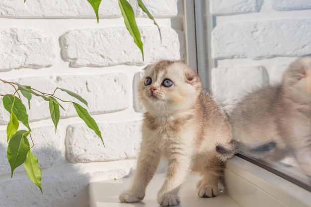 O gatinho bebê está sentado na janela