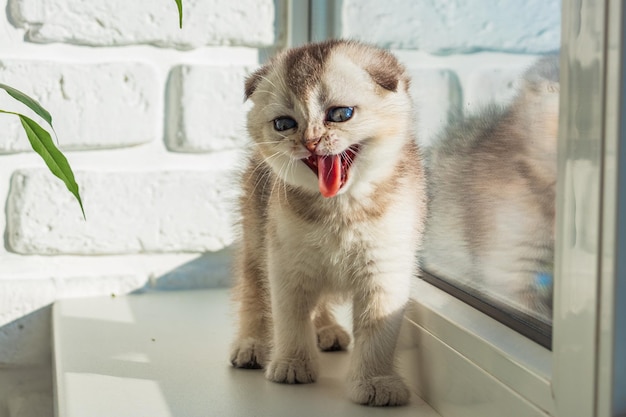 O gatinho bebê está sentado na janela