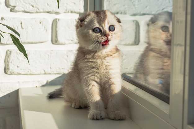 O gatinho bebê está sentado na janela