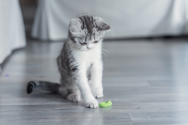 O gatinho brinca com uma fita azul em casa