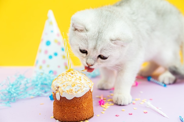O gatinho britânico branco come um bolinho festivo. Decorações de férias, velas. Conceito de férias e aniversário.