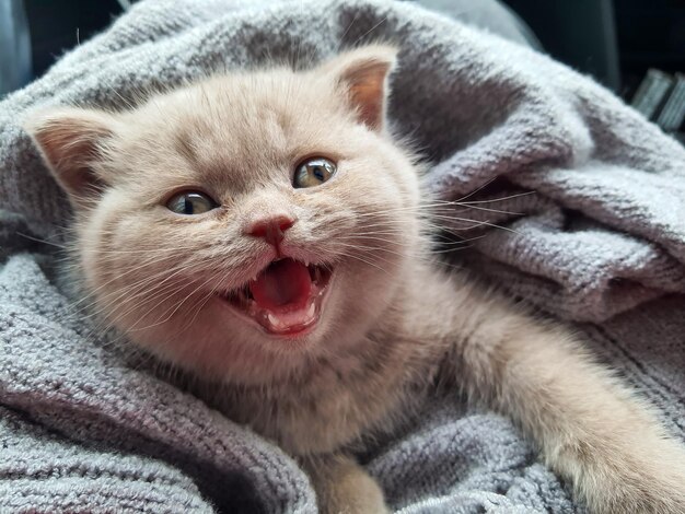 O gatinho British Shorthair é fofo.