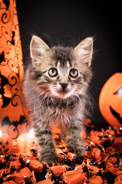 O gatinho cinza de Halloween avança sobre um fundo laranja.