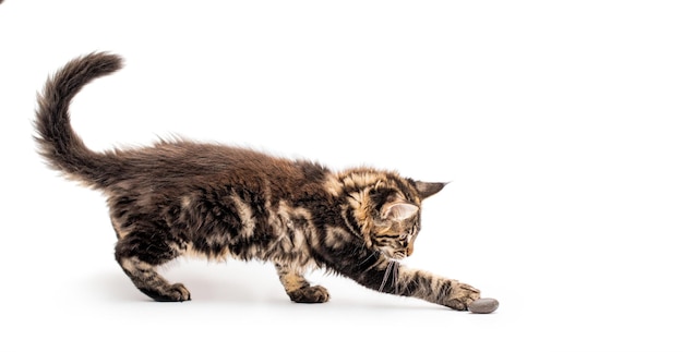 O gatinho cinza expressivo e alegre Maine Coon brinca com uma pedrinha com sua pata Fundo branco isolado