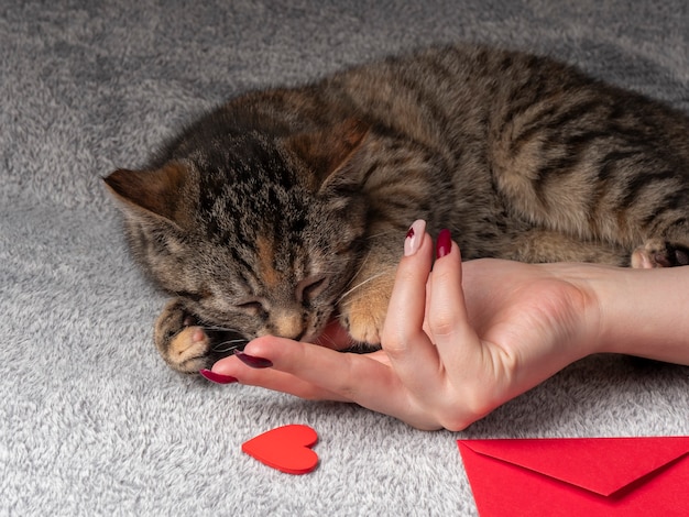 O gatinho cinzento deita-se e brinca com uma mão feminina e, na frente dela, um envelope vermelho