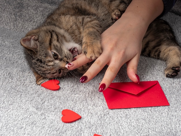 O gatinho cinzento deita-se e brinca com uma mão feminina e, na frente dela, um envelope vermelho