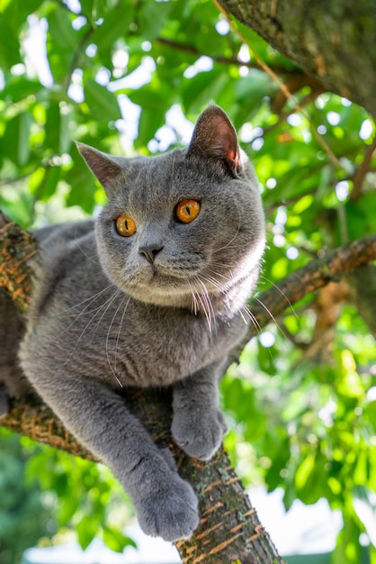 O gatinho cinzento escalou um gato seco da árvore na árvore