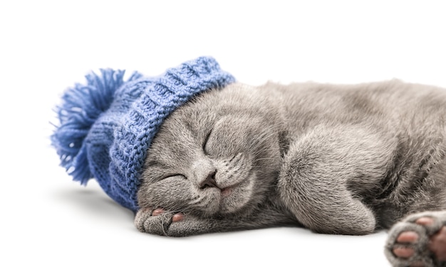 O gatinho do chapéu está dormindo
