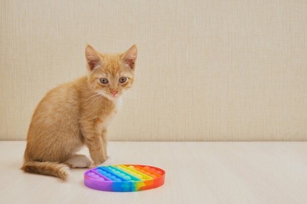 O gatinho e o brinquedo anti-stress colocam-no na mesa