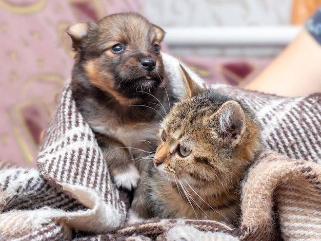 O gatinho e o cachorrinho são cobertos por uma manta, o gatinho e o cachorrinho são aquecidos sob um cobertor