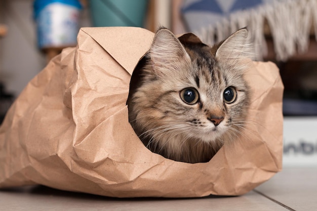 O gatinho está brincando sentado em um saco de papel